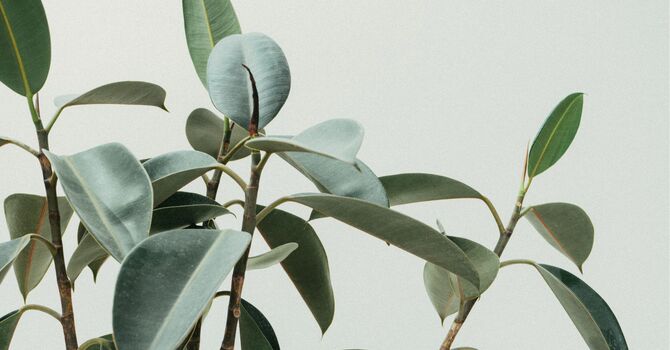 Acupuncture for Weight Loss